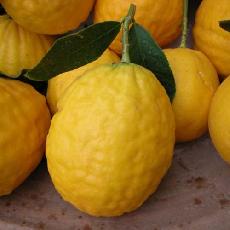 Citrus medica  'De Corse'