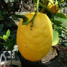 Citrus medica  'Diamante'