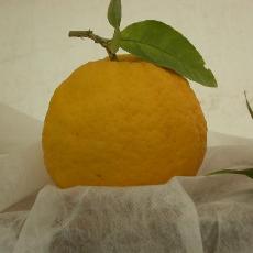 Citrus medica  'Poncire de Cotlliure'