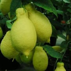 Citrus limon  'Lunari'