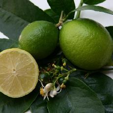 Citrus latifolia  'de Tahiti'