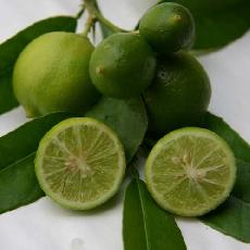 Citrus aurantifolia  'Mexicaine'