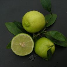 Citrus aurantifolia  'Citron Gallet'