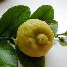 Citrus limettioides  'lime de Palestine'