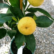 Citrus limetta  'Pursha'