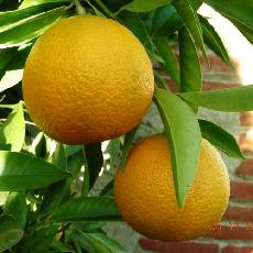 Citrus reticulata  'Loretina'