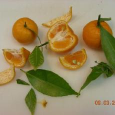 Citrus deliciosa  'Eze'