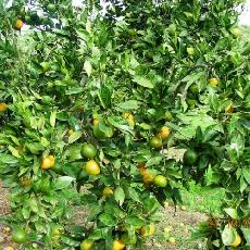 Citrus unshiu  'Owari'