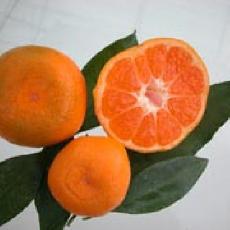 Citrus unshiu  'Okitsu'