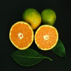 Citrus unshiu  'Clausellina'