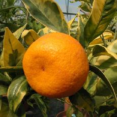 Citrus unshiu  'Variegata'