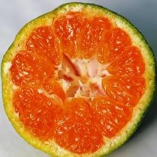 Citrus unshiu  'Hashimoto'