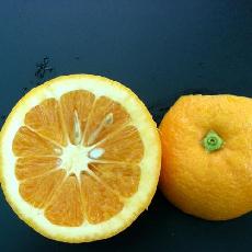 Citrus sinensis  'Mme Vinous'