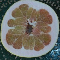 Citrus grandis  'Chandler'