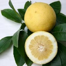 Citrus paradisi  'Duncan'