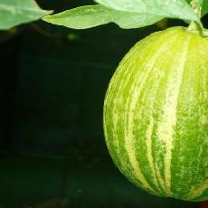 Citrus sinensis  'variegata Rayée du Brésil'