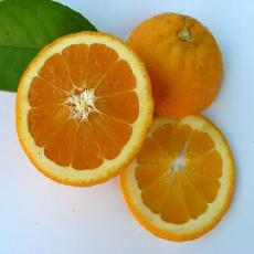 Citrus sinensis  'Salustiana'