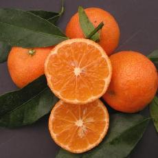 Citrus clementina  'Caffin'