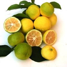 Citrus sudachi