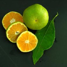 Citrus unshiu  'Wase'