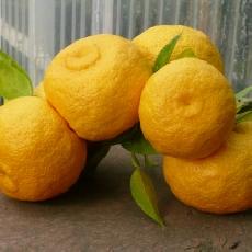 Citrus junos  'Yuzu'