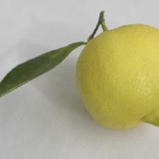 Citrus limetta  'limette à mamelon'