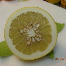 Citrus  paradisi