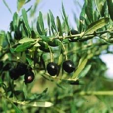 Olea europea  'bouteillan'