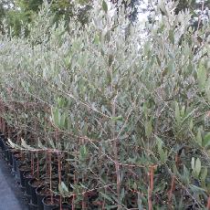 Olea europea