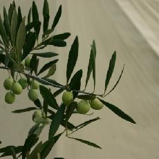 Olea europea  'Glory'