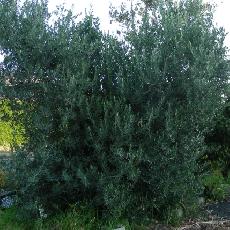 Olea europea  'cipressino'