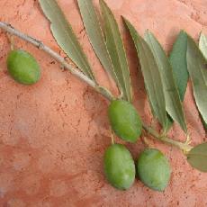 Olea europea  'courbeil'