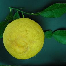 Citrus wilsonii  'Ichang lemon'