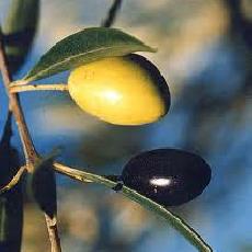 Olea europea  'picholine'