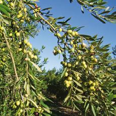 Olea europea  'cayon'