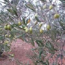 Olea europea  'coratine'