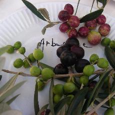 Olea europea  'arbequines'