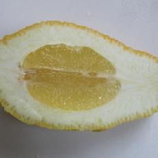 Citrus limonimedica