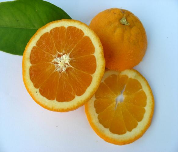 Salustiana Orange 