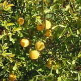 Poncirus trifoliata