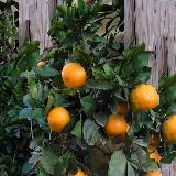 Citrus unshiu  'Hashimoto'