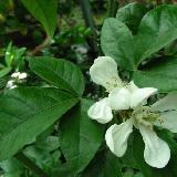 X Citroncirus  'Citrumelo 4475'
