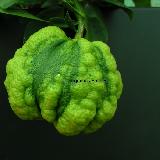 Citrus aurantium  'Bizzaria'
