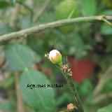 Citrus ichangensis  'Ichang Papeda Blanc'