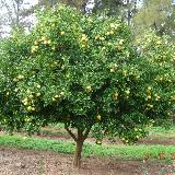 X Citroncirus  'Citrange'