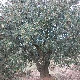 Olea europea  'verdale du Roussillon'