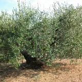 Olea europea  'courbeil'